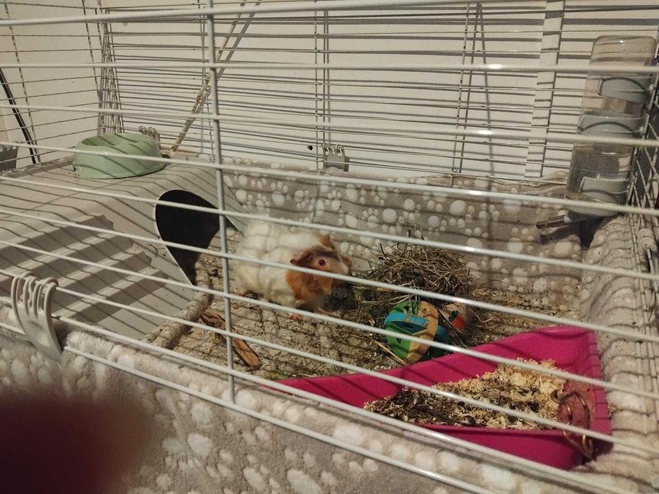 Голяма оборудвана клетка за гризачи (60х90 см) + аксесоари (Бургас)