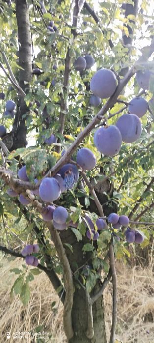 Vând prune Anaspet