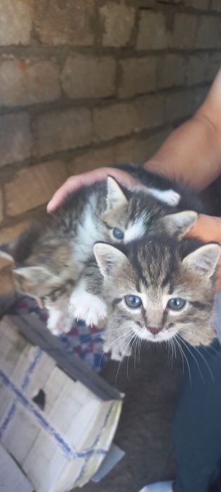 3 Котёнка отдам даром