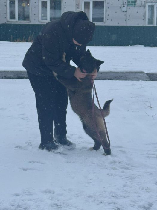 Шикарные  щенки с документами
