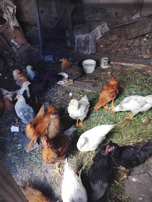Продам цыплят 2 месяцные
