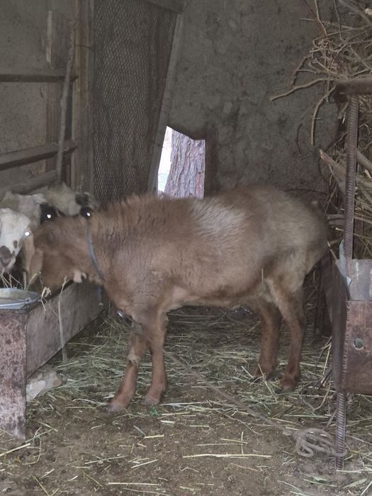 Арашан зотли кучкор сотилади
