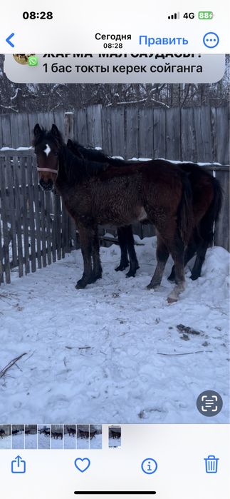 2 еркек жабагы  сатылад