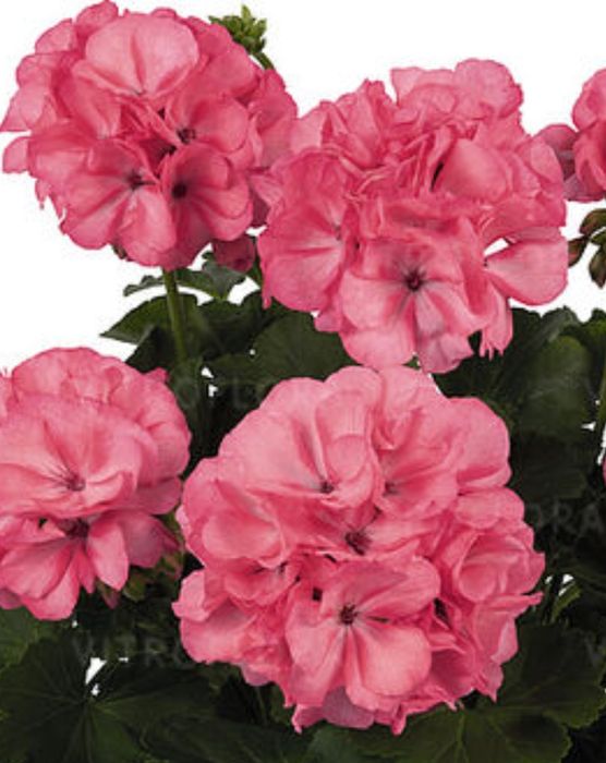 Цветы для офиса и дома