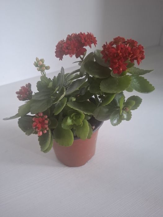 Продаю коланхоэ разных цветов