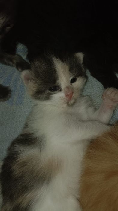 Отдам котят в добрые руки