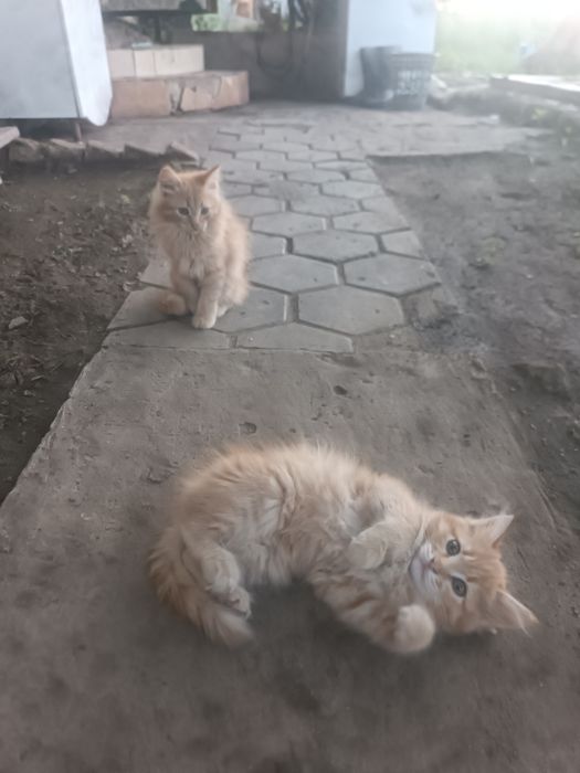 Отдам в добрые руки Котят