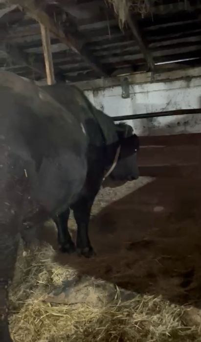 Бұқалар сатылады