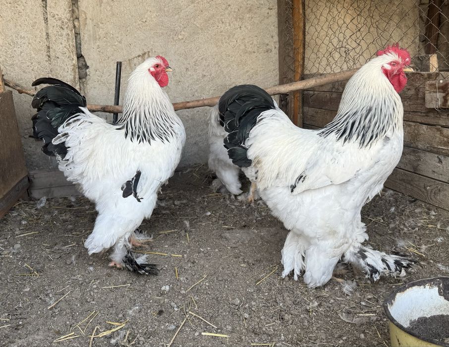 Петух Брама 1 штук