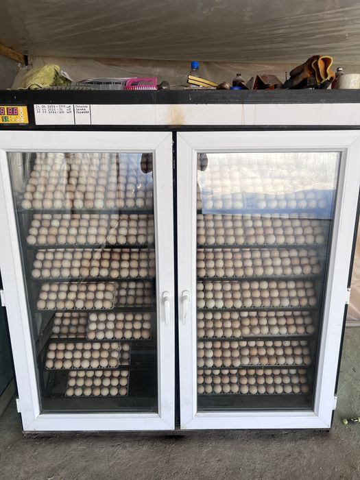 Суточный цыплята бройлера