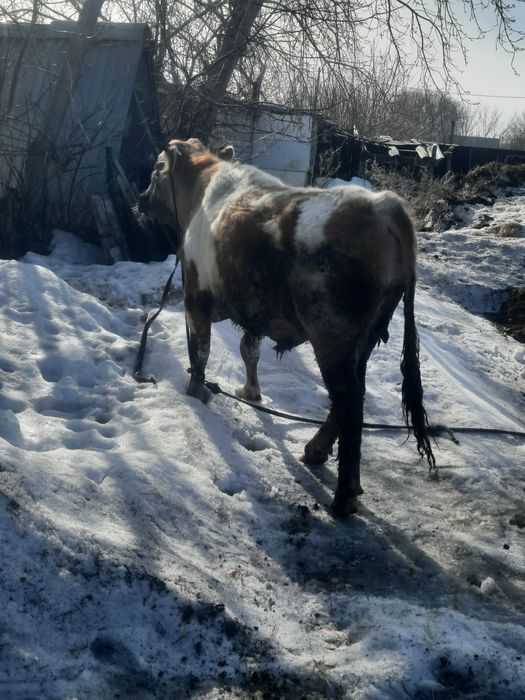 Буха 2.5 жасар...