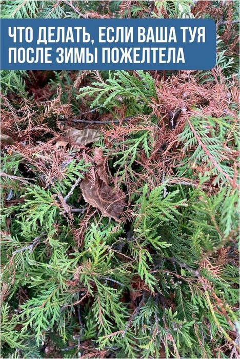 Удобрение для ваших растений