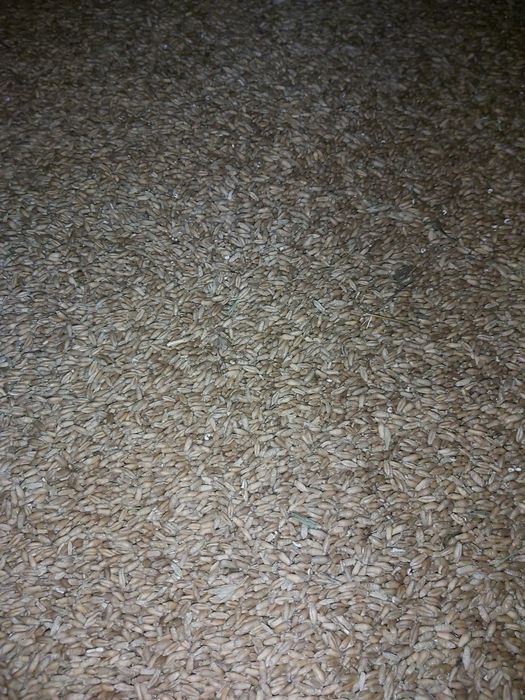 Grau de vanzare 2025