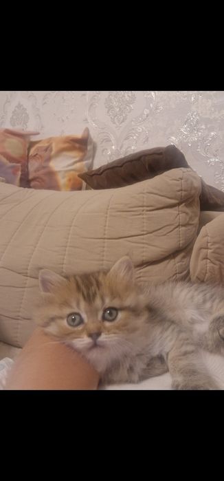 Котята котята котята