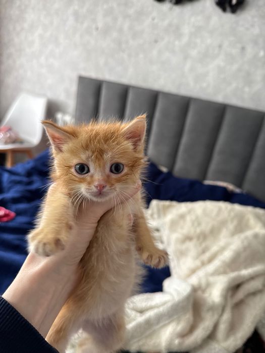Отдам в хорошие руки котенка