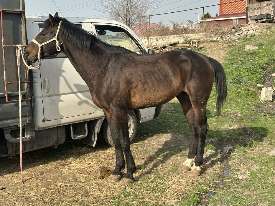 Айгыр жеребец лошадь конь