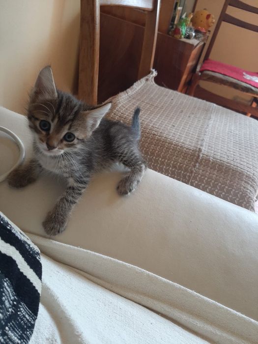 Отдам котят бесплатно