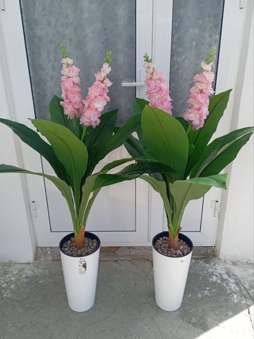 Суний ва декоротив гуллар 80мингдан бошлаб