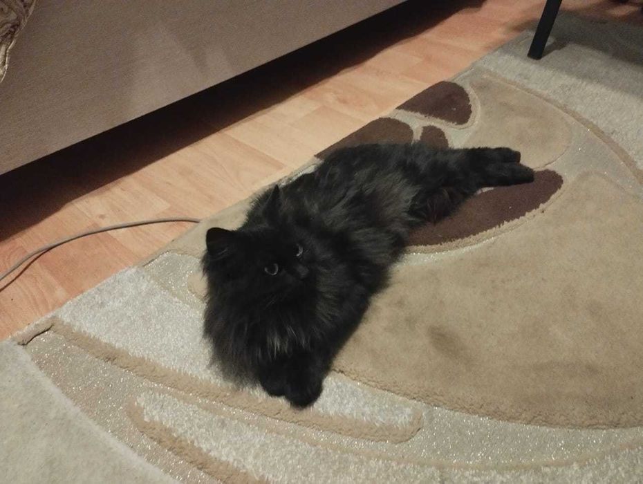 Отдам кошку в добрые руки