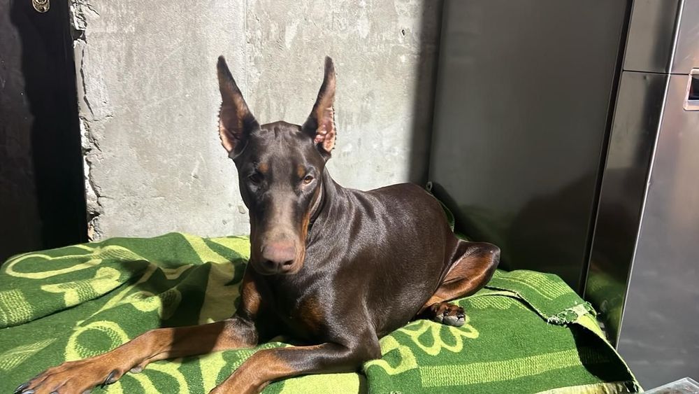 Шенки доберман чистокровные крупные