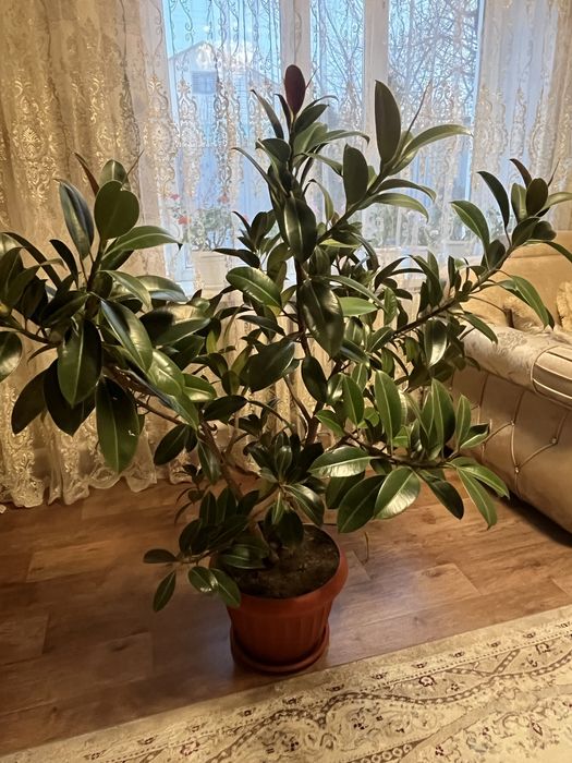 Продам комнатнык растения фикусы