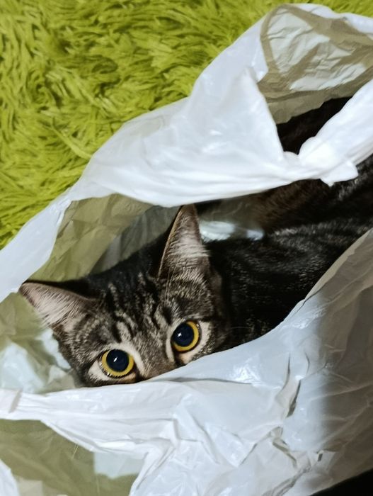 Ищу кота для кошки