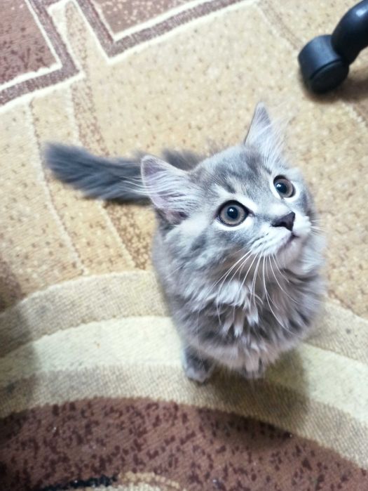 Отдам котенка в добрые руки