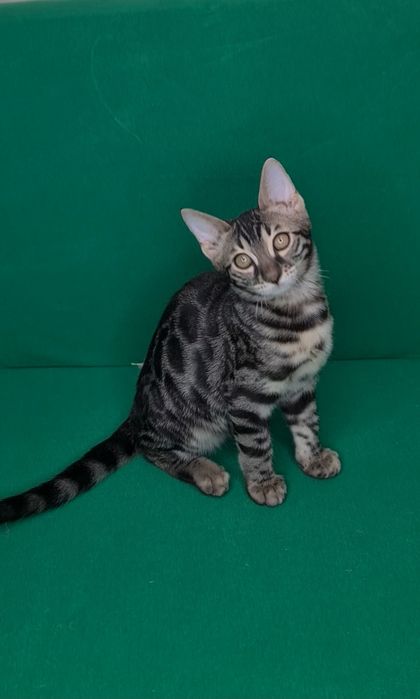 Минилеопард у вас дома! Бронирование.