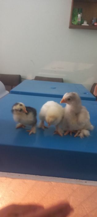 Брама гигант жужалари сотилади з⁹