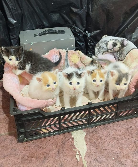 Отдам котят в хорошие руки
