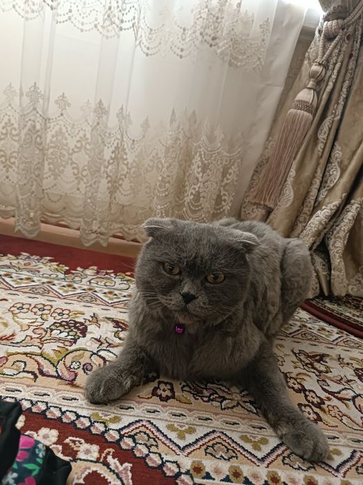 ВЯЗКА  Бриттиш фолд мушугимиз 1.5 йош тозза зотлик