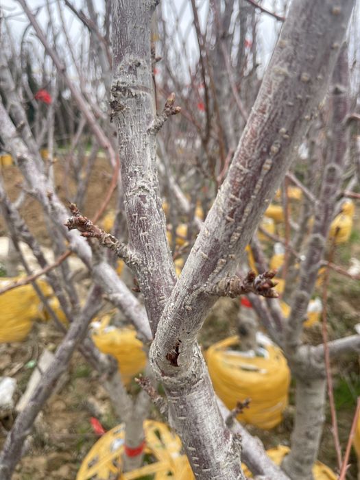 Черешня сорта скина