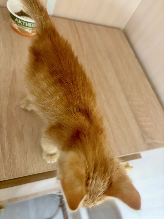 Котенок в поисках дома