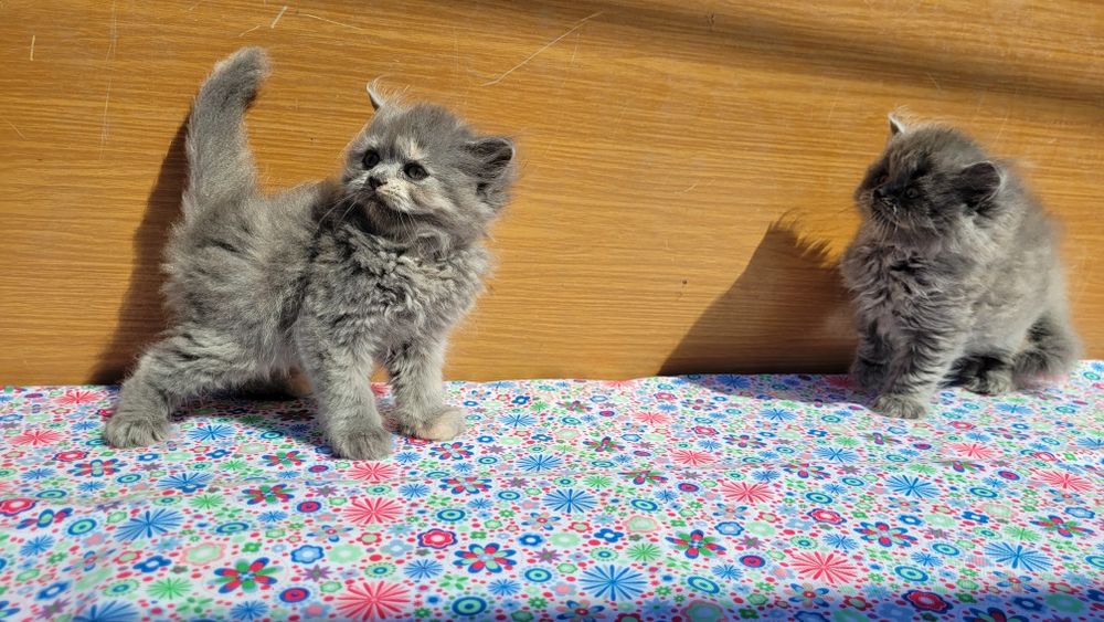Scottish straight și scottish fold  feite