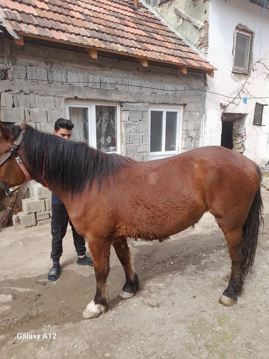 Mâzâ de vâzare 2 an jumate