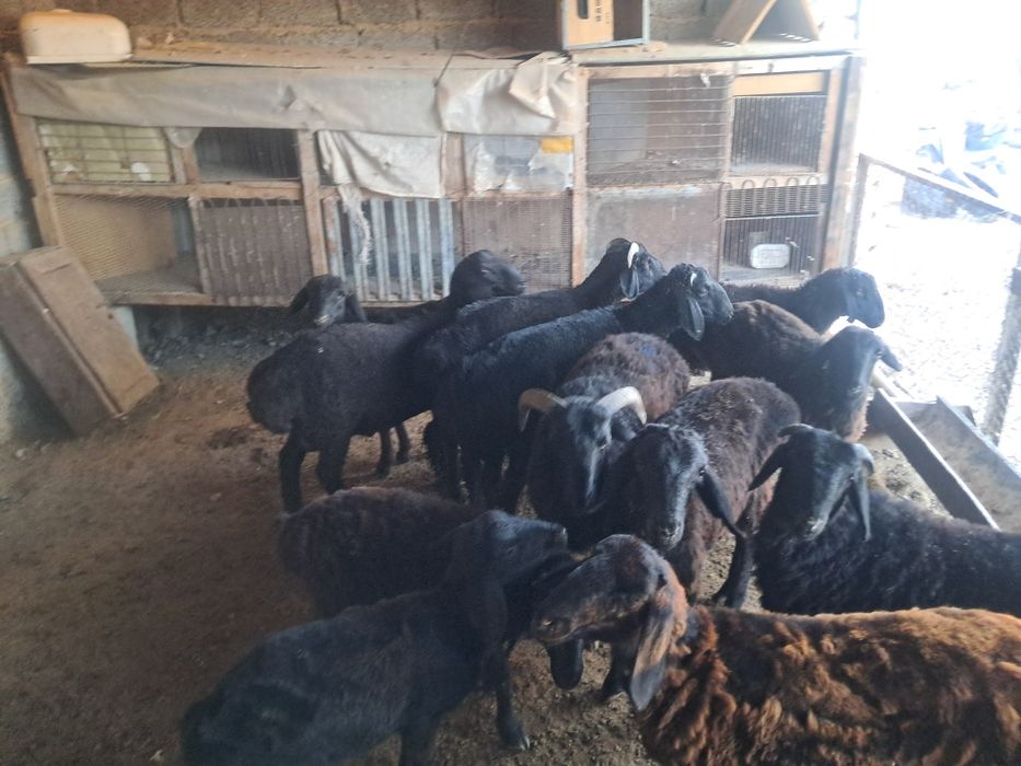 Еркек мал сатылады