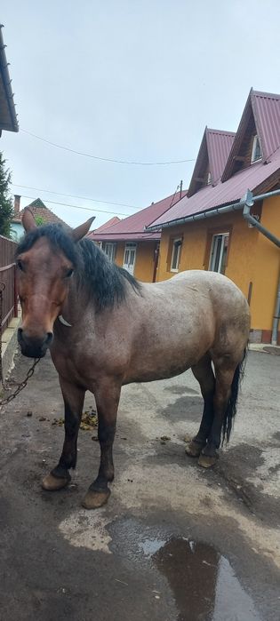 Vând cal 8 ani invatat cuminte bland