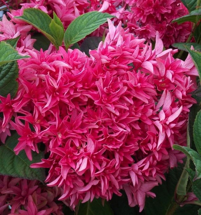 Хортензия Принцеса Даяна