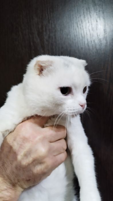 Отдам в добрые руки