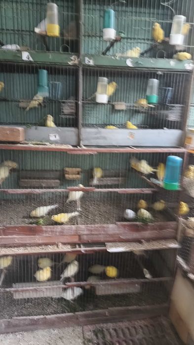 Продавам канарчета млади 2025г