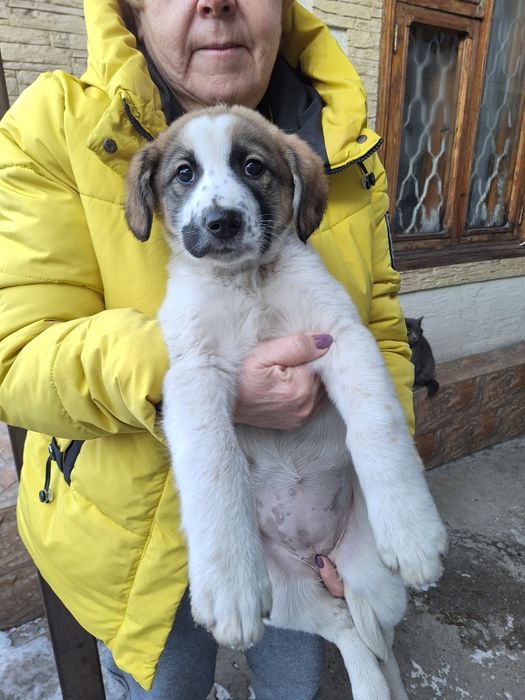 Отдам в хорошие руки