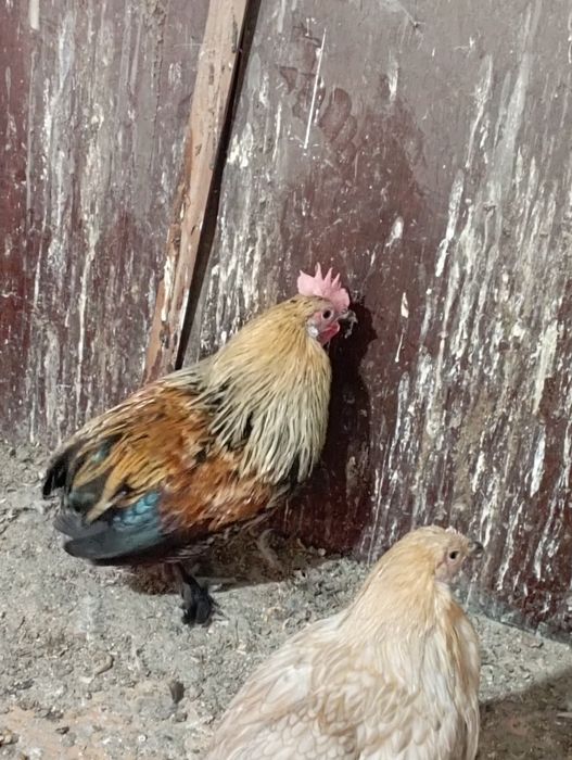 Продам петухов 4-5 мес