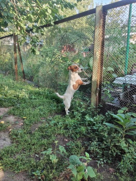 Вязка. Джек Рассел терьер.