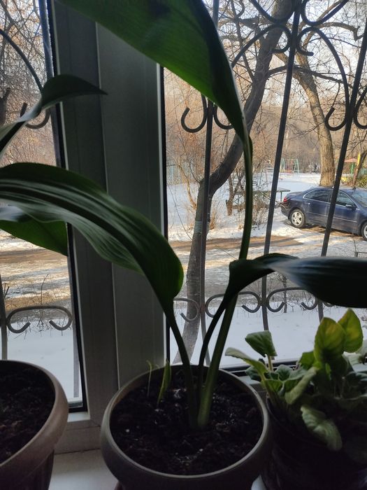 Продается комнатные цветы