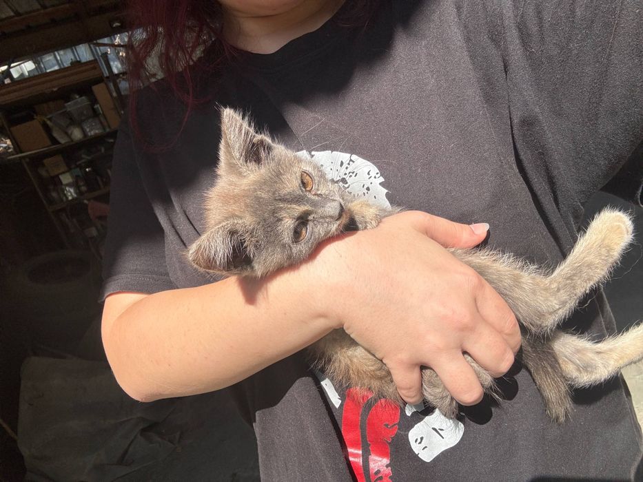 Отдам котенка в добрые руки < 3