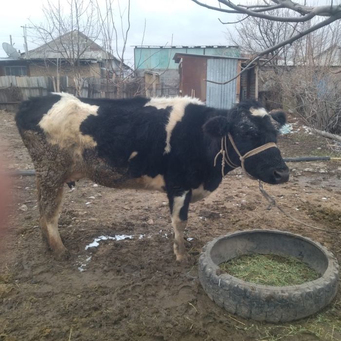 Бұзаулы сиыр сатылады .