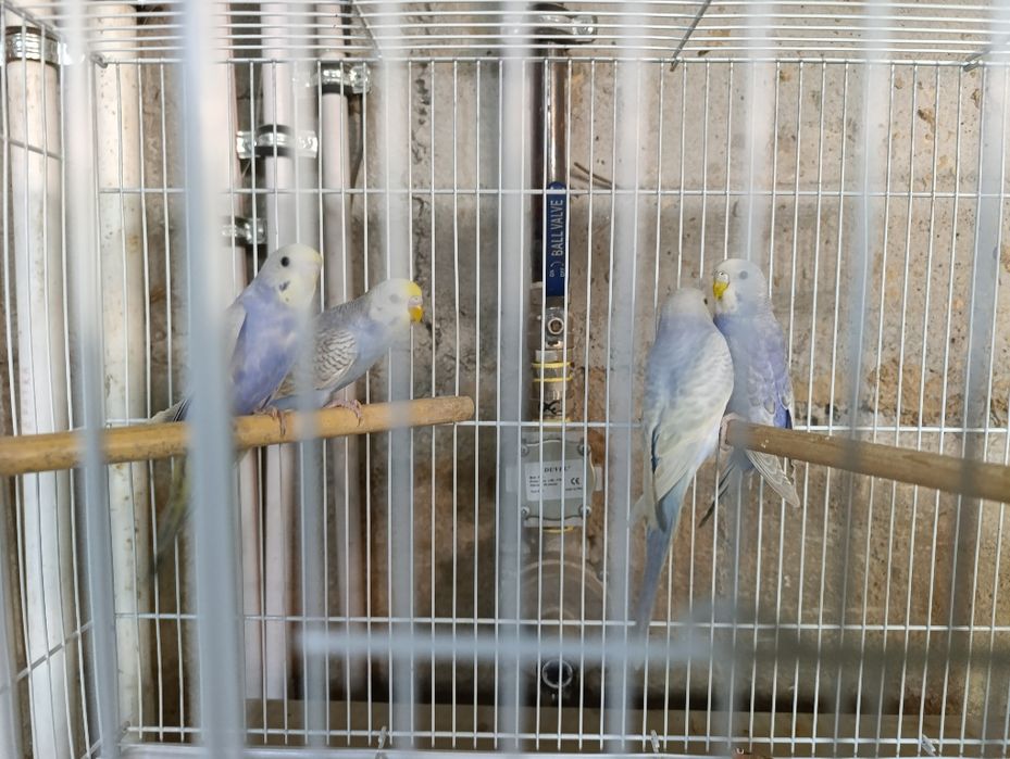 Radujniy qushlar toza qon