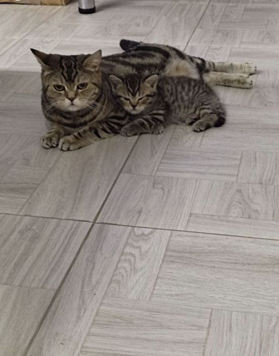 Британские котята