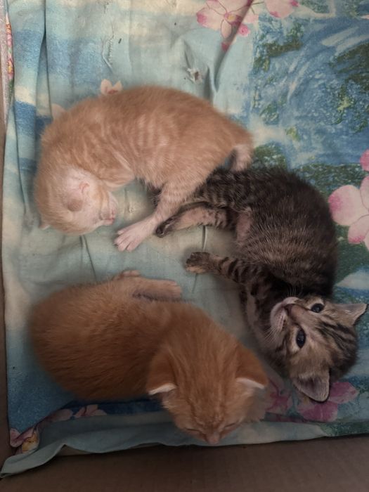 Отдам даром кошки