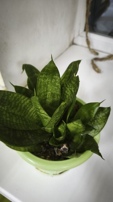 Цветы домашние продам